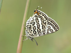 Aphnaeus lilacinus