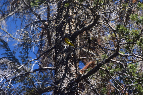 iNaturalist observation 2023-07-21