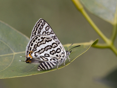 Aphnaeus lilacinus