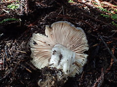 Entoloma medianox