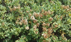 Veronica topiaria