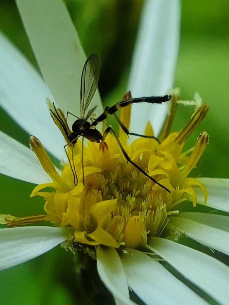 Lygistorrhina sanctaecatharinae