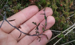 Gaultheria macrostigma