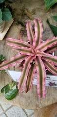 Cryptanthus