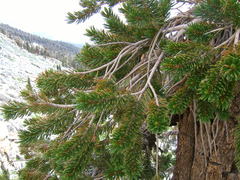 Pinus balfouriana austrina