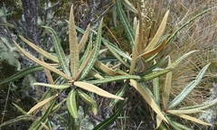 Olearia lacunosa