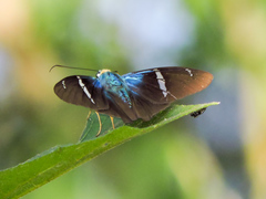 Astraptes fulgerator azul