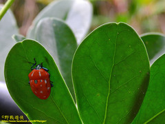 Poecilocoris druraei