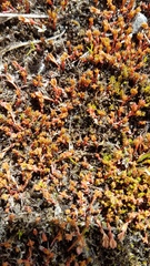 Crassula multicaulis