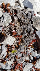Crassula multicaulis