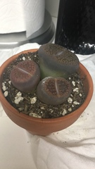 Lithops