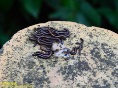 Pseudospirobolellus avernus
