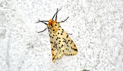 Alpenus