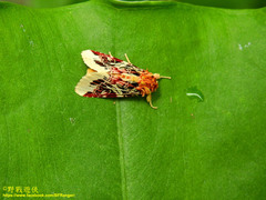 Spodoptera picta