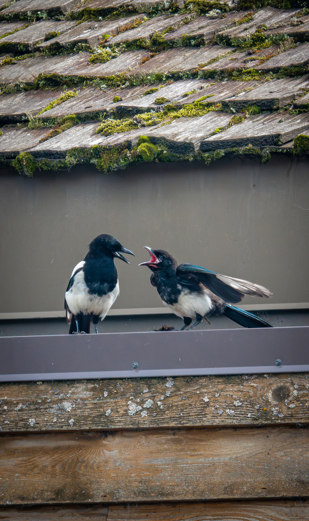 Black-billed Magpie from Girdwood, Anchorage, AK, USA on July 17, 2023 ...