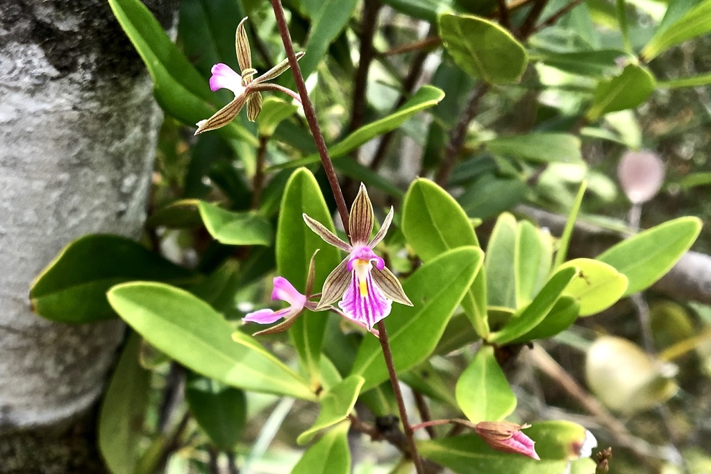 Tetramicra tenera