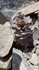 Notothlaspi rosulatum