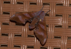 Marumba nympha