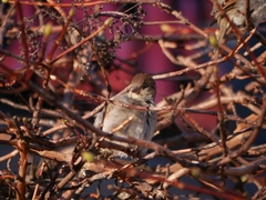 Passer domesticus