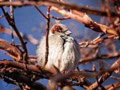 Passer domesticus