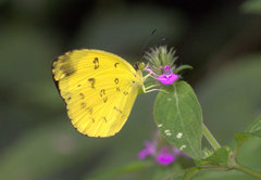 Eurema nilgiriensis