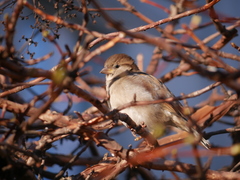 Passer domesticus