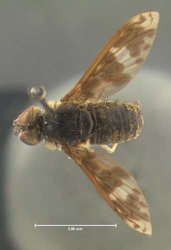 Huron Shore Bee Fly