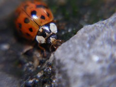 Harmonia axyridis