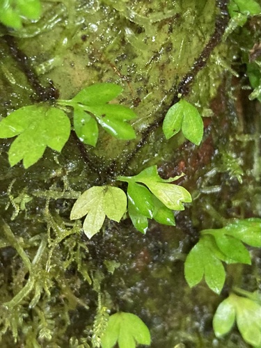 Asplenium holophlebium (Asplenium holophlebium)