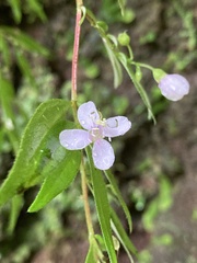 Centradenia inaequilateralis image