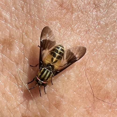 Gemeni Deer Fly photo 3