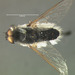 Aphoebantus mus - Photo (c) President and Fellows of Harvard College, some rights reserved (CC BY-NC-SA)