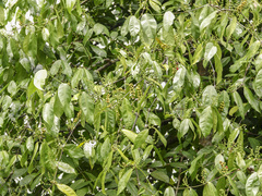 Gnetum gnemon