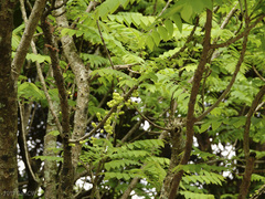 Phyllanthus acidus