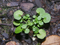 Cardamine hirsuta