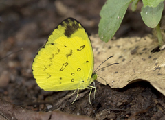 Eurema nilgiriensis
