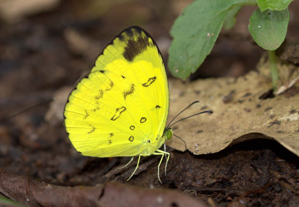 Nilgiri Grass Yellow