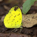 Nilgiri Grass Yellow - Photo (c) Firos AK, some rights reserved (CC BY), uploaded by Firos AK