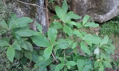 Brachyglottis hectorii