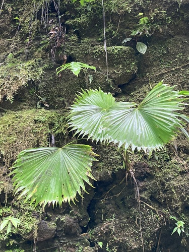 Licuala grandis