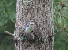 Cyanocitta cristata image