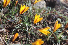 Crocus angustifolius