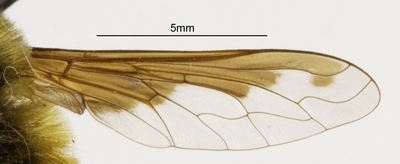 Didžioji Zvimbeklė nuotrauka