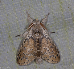 Calliteara cerigoides