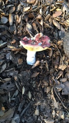 Russula silvicola