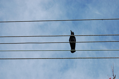 Corvus brachyrhynchos