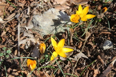 Crocus angustifolius