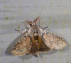 Calliteara cerigoides