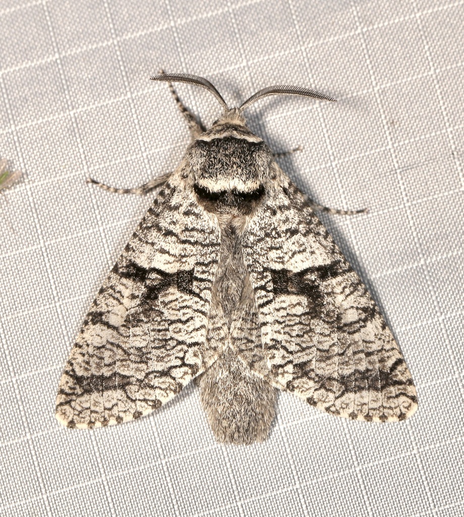 Aspen Carpenterworm