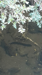 Anguilla dieffenbachii